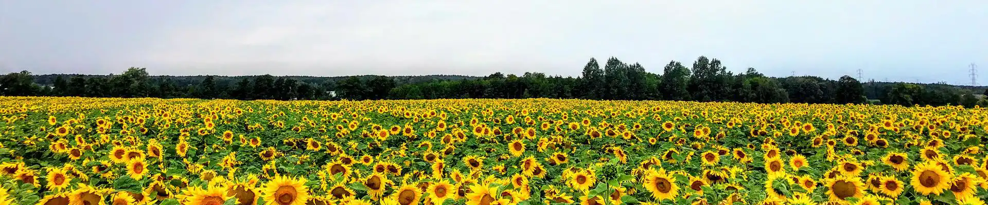 Pole słoneczników baner strony Manitou